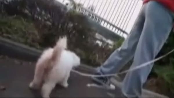 小峰ひなたがジーパンに牛乳浣腸お漏らし